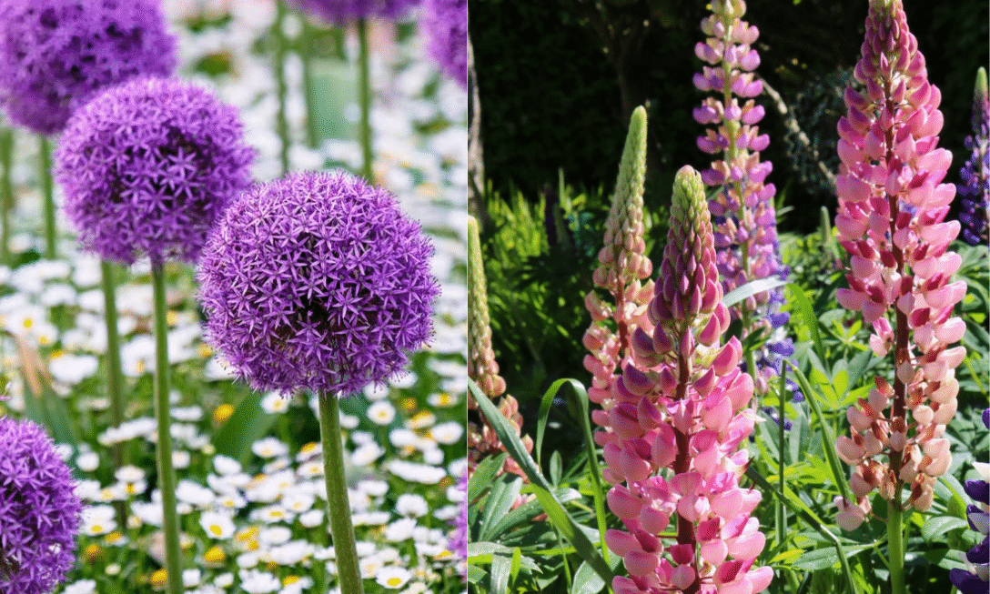 Thompson & Morgan: Growing Gardens, Inspiring Gardeners